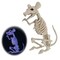 Seasons Crazy Bonez Ghostly Skeleton Rat Black Light Responsive 11.5" Halloween Prop   W81325